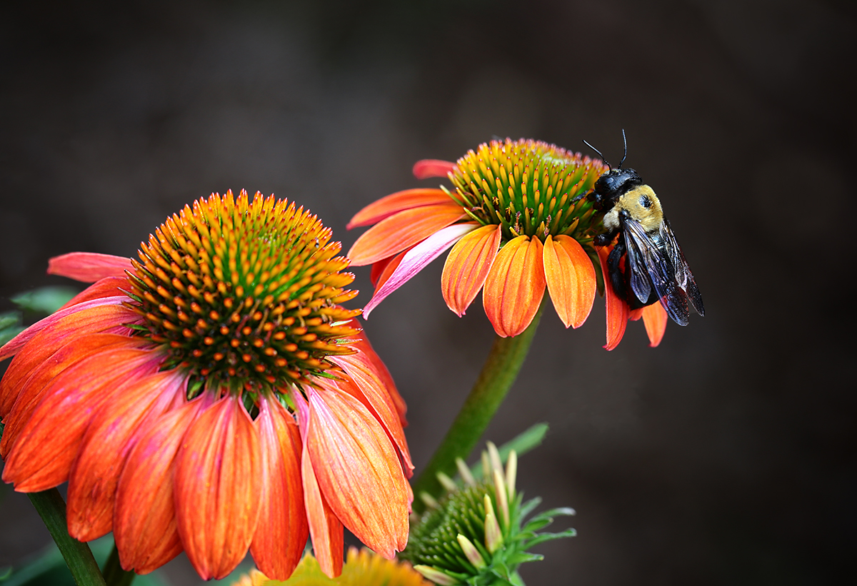 Watching Bumble Bees