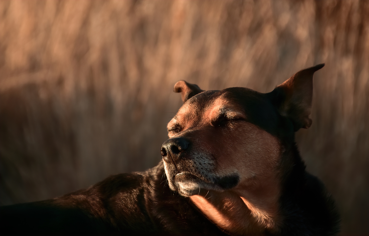 Basking in the sun