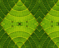 Abstract green leaf
