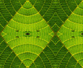 Abstract green leaf