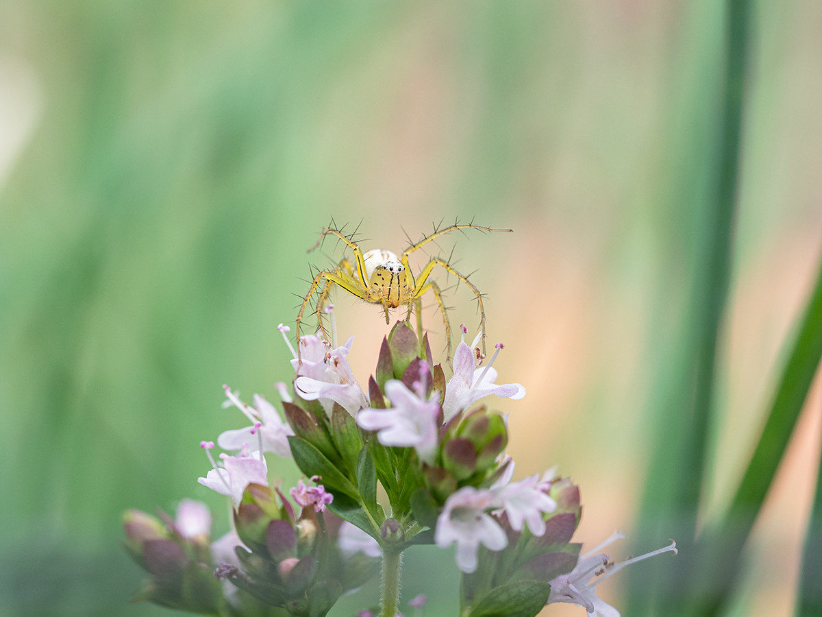 Striped Lynx Spider