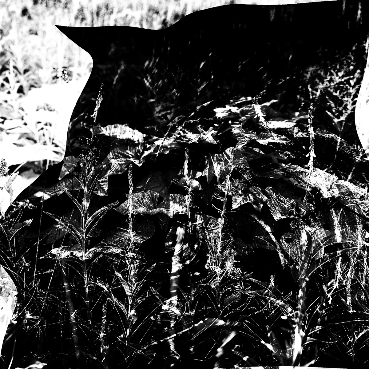 snake in the grass