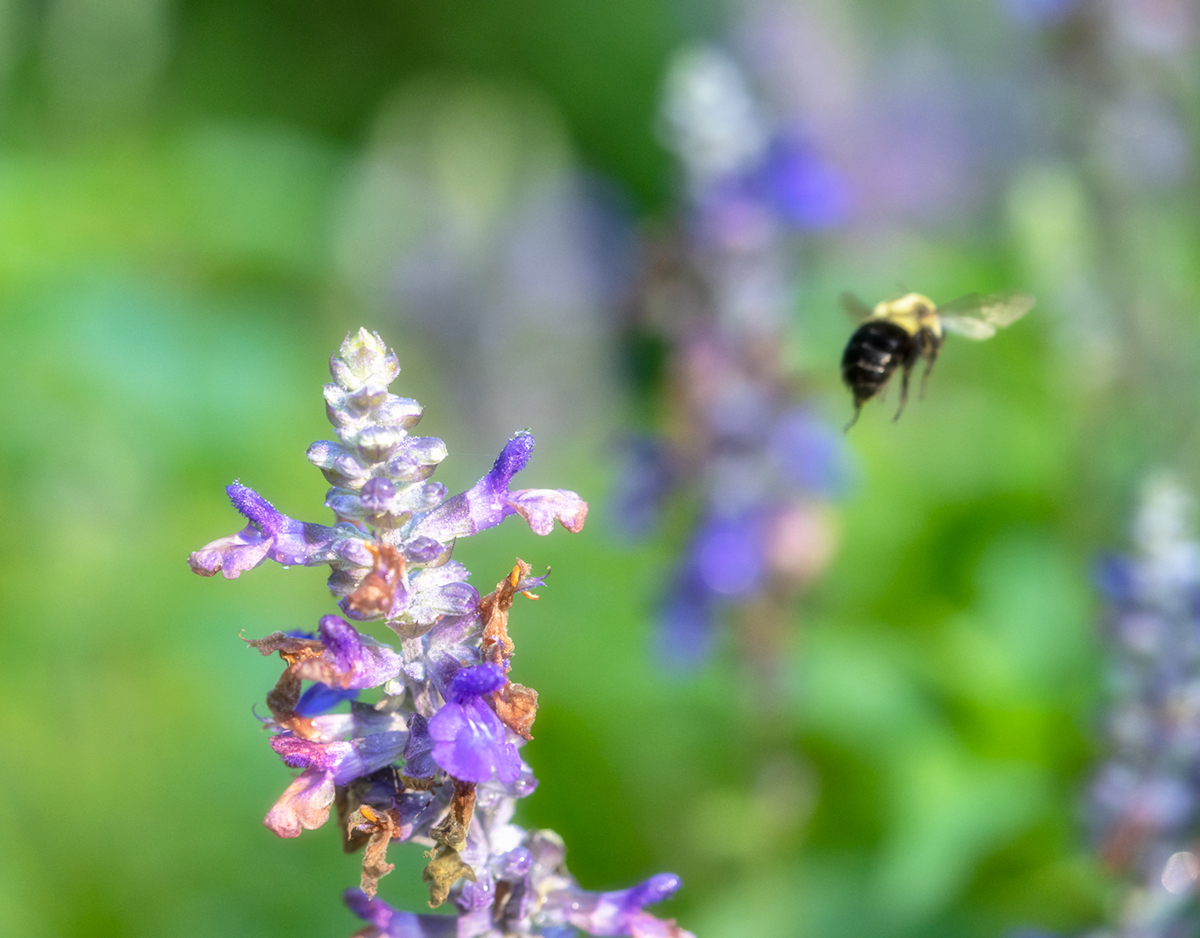 Insect Photography