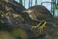 Green Heron
