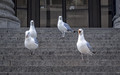 seagull quartet