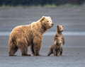 Mother grizzly bear and cubs checking for danger
