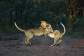 Playing lion cubs