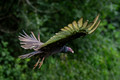 Backyard Turkey Vulture