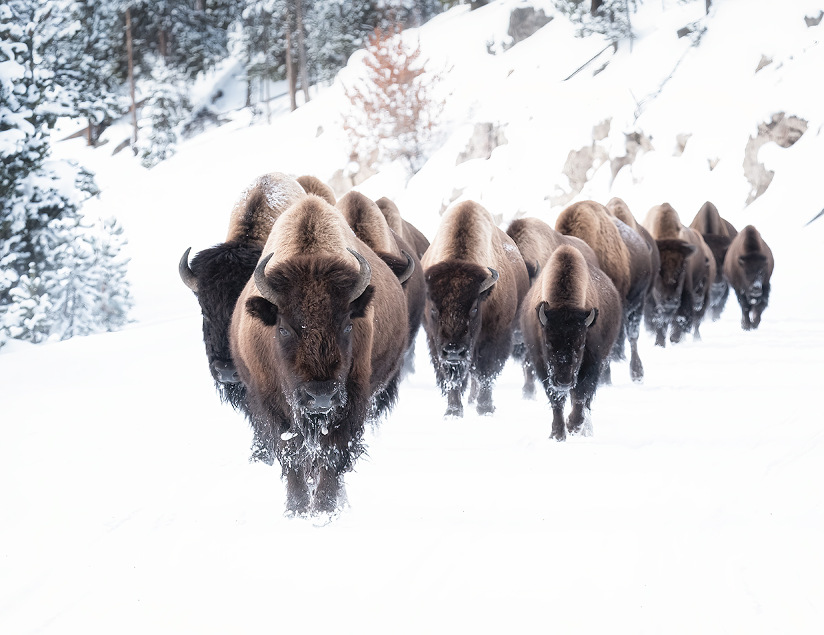 They are majestic creatures . . . 