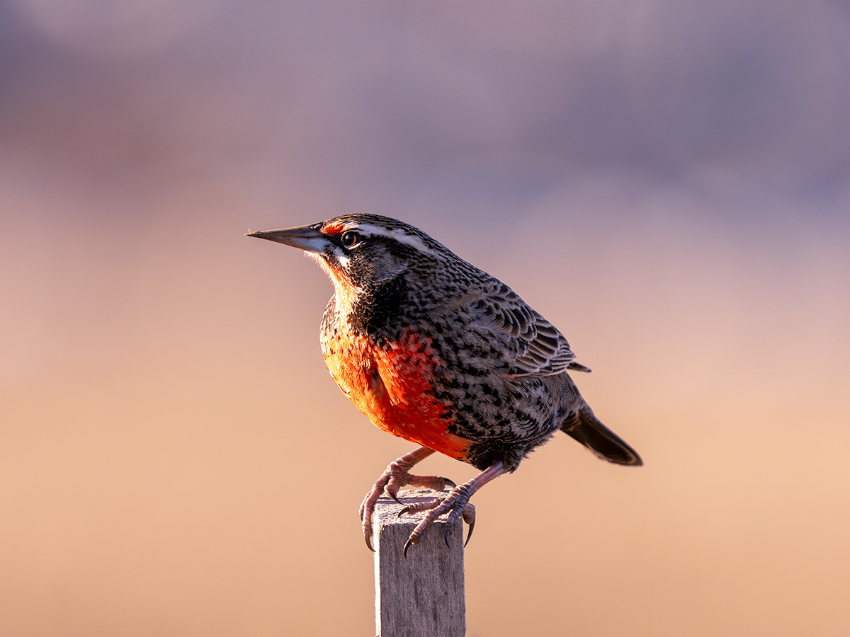 Long-tailed Meadowlark