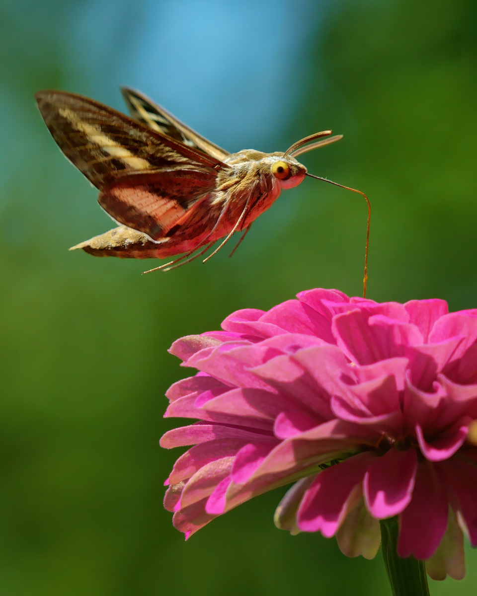 Hummingbird Moth