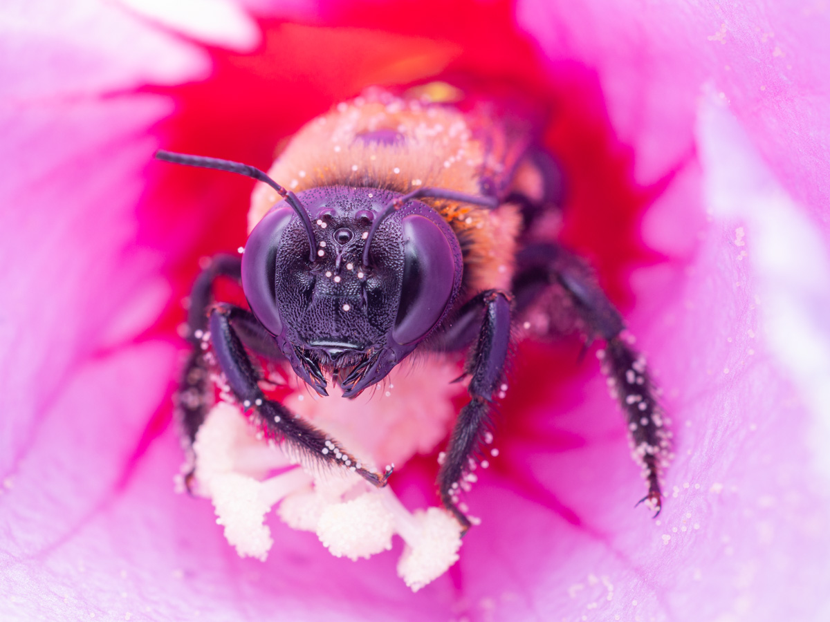 Bee in a Blossom