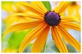 Black-eyed Susan 