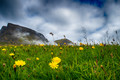 Flowers and clouds