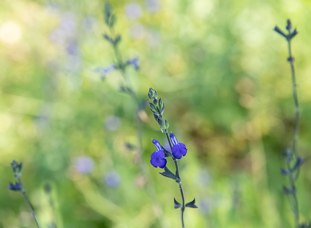 Blue