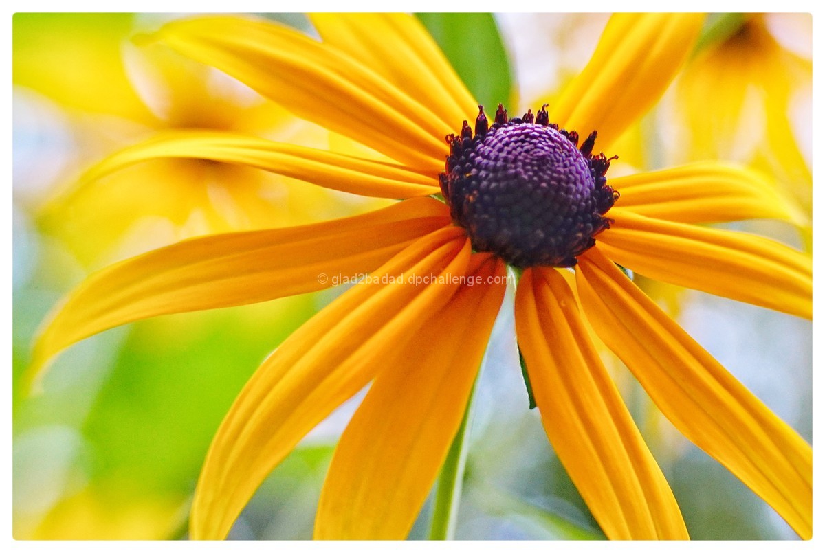 Black-eyed Susan 