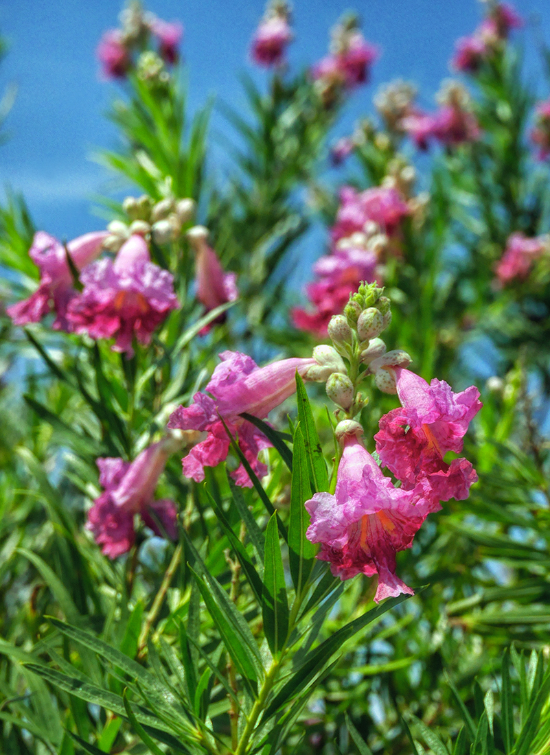 bushy pinks & greens