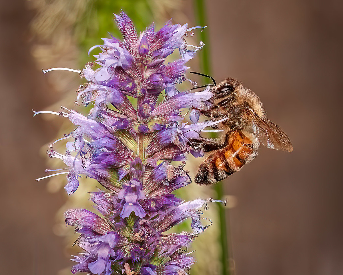 Pollinators like their flowers