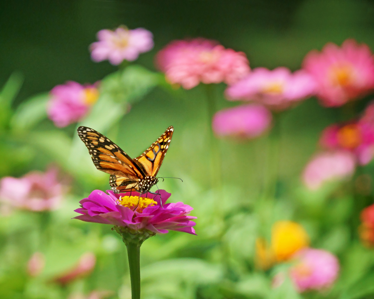 Garden Visitor