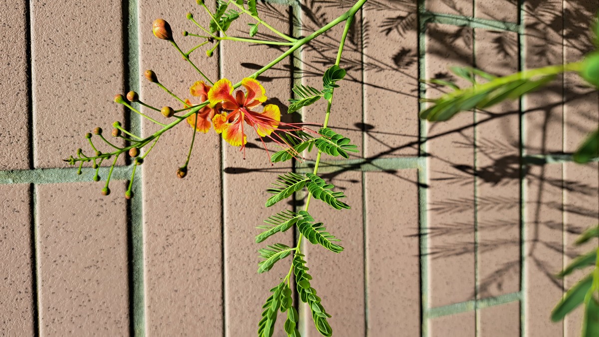 Wall flower