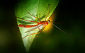 Orange Caterpillar Wasp