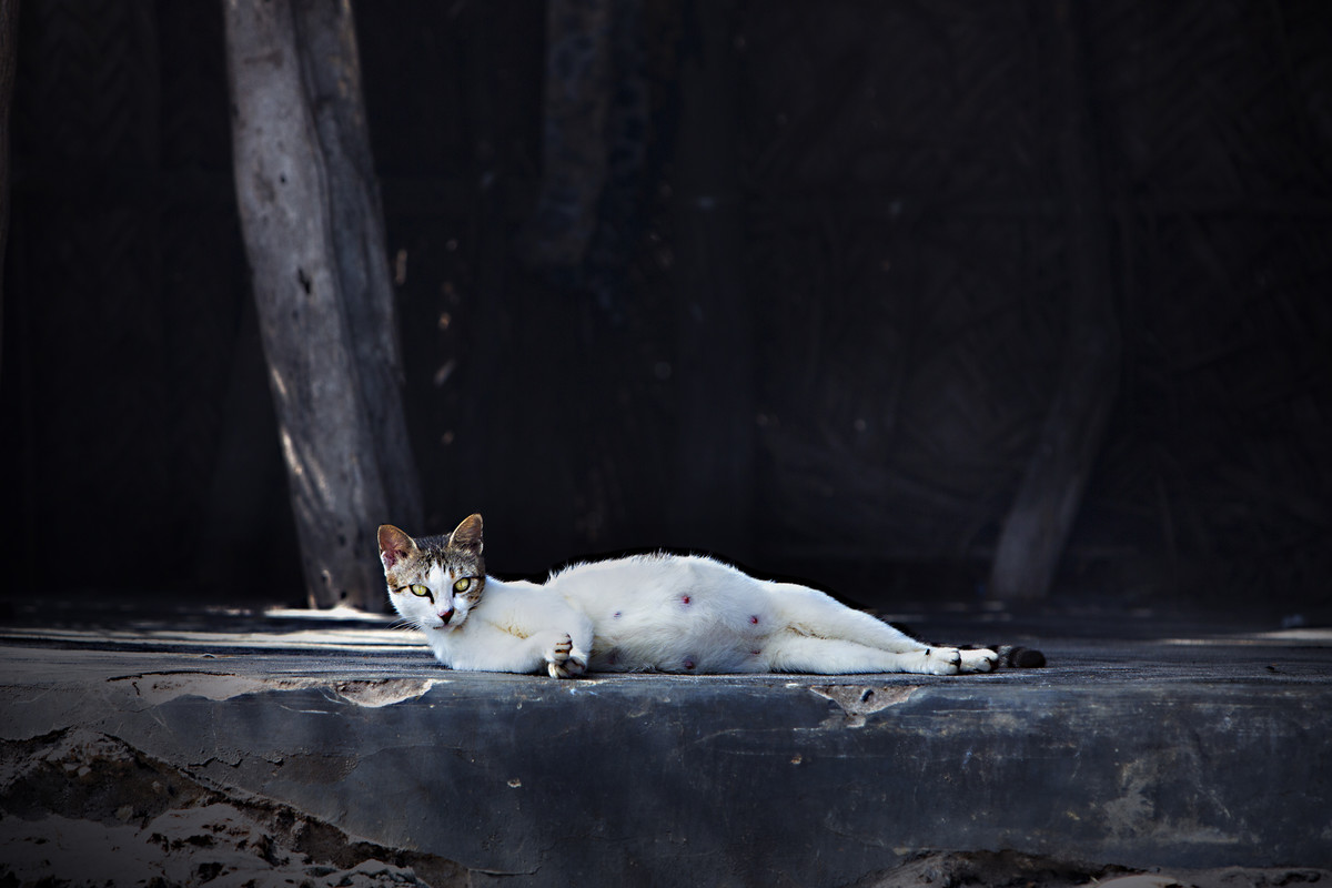 Stray Cats of Zanzibar