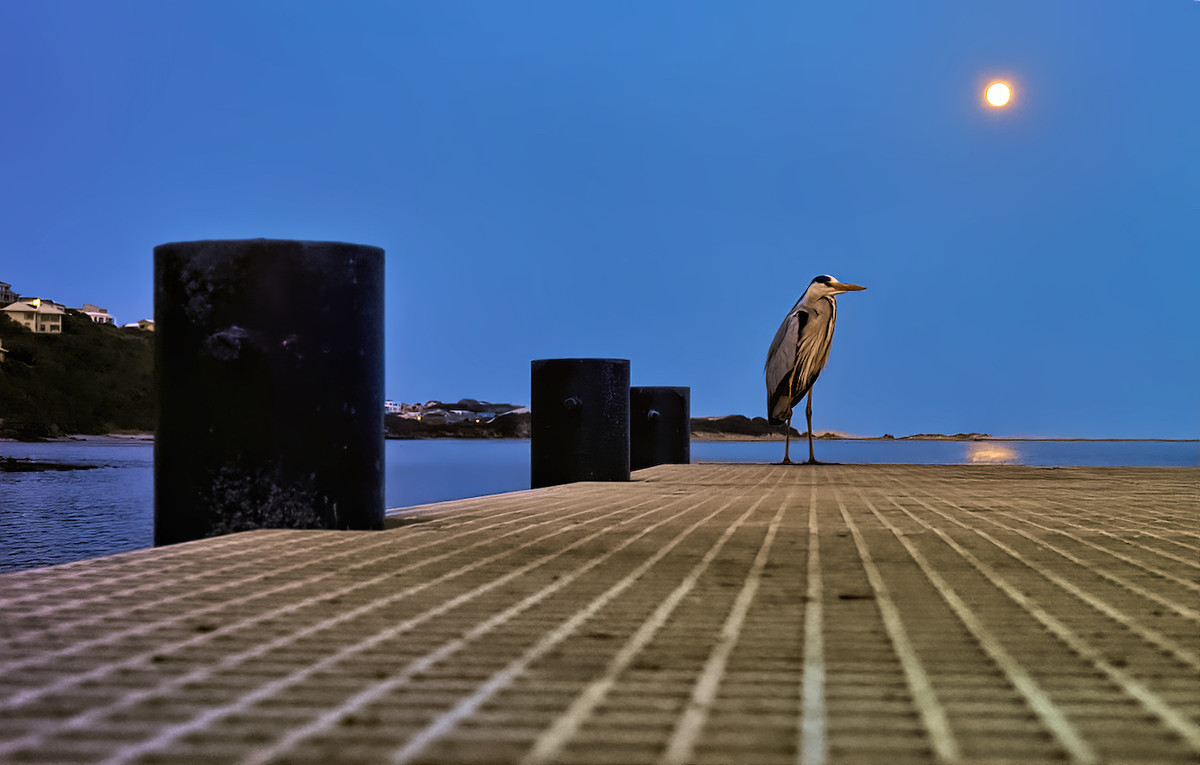 Harry the Heron under a full moon