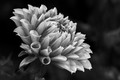 La Fleur