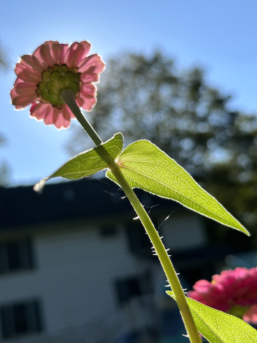 Sun Flower