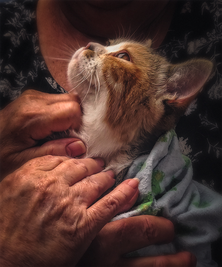 Pet Therapy at the Council on Aging