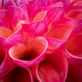 Fuschia Depths