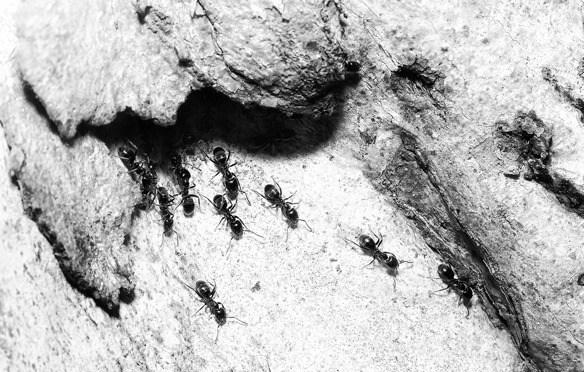 ants on a mission