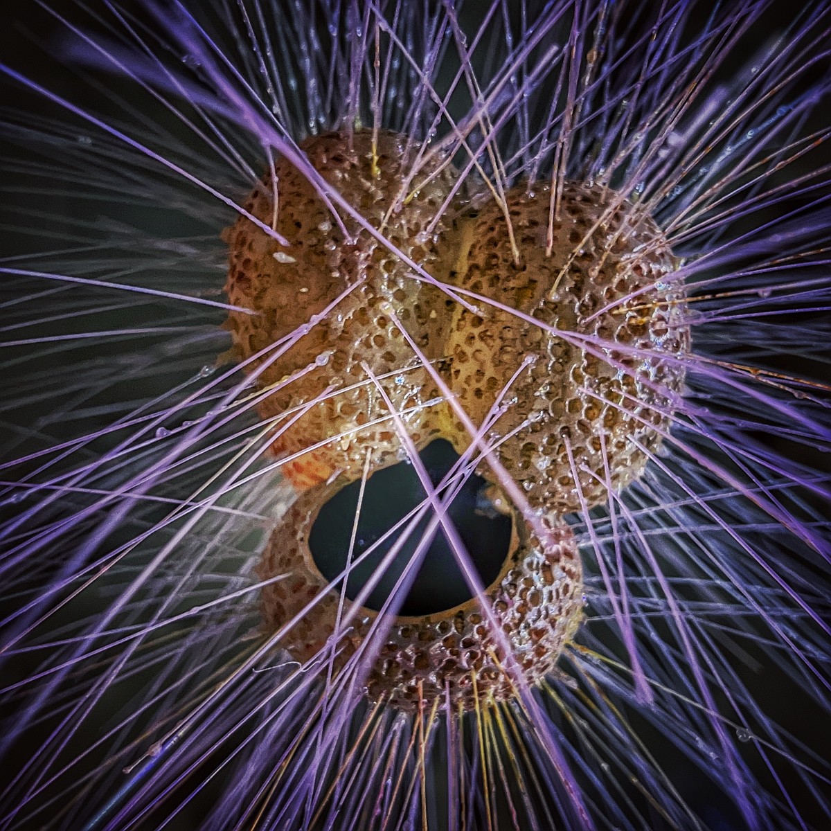 Organica