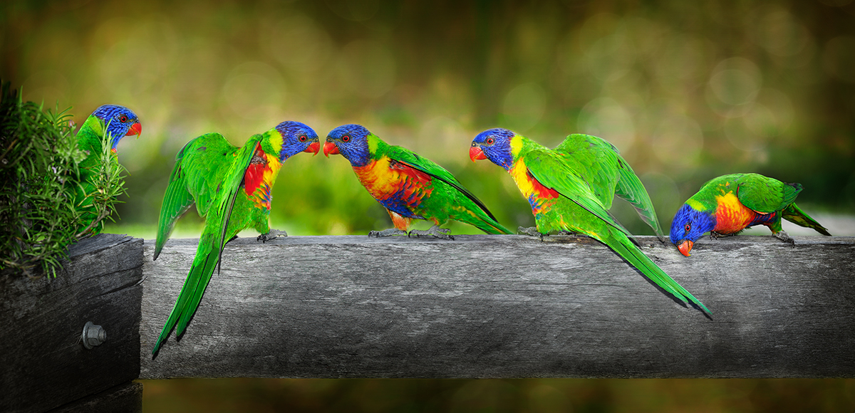 A Chattering of Rainbow Lorikeets