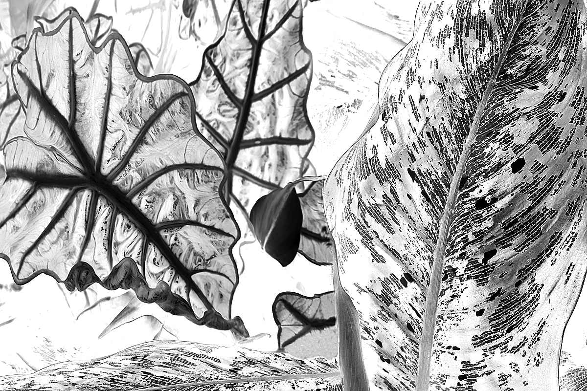 Inverted black and white foliage