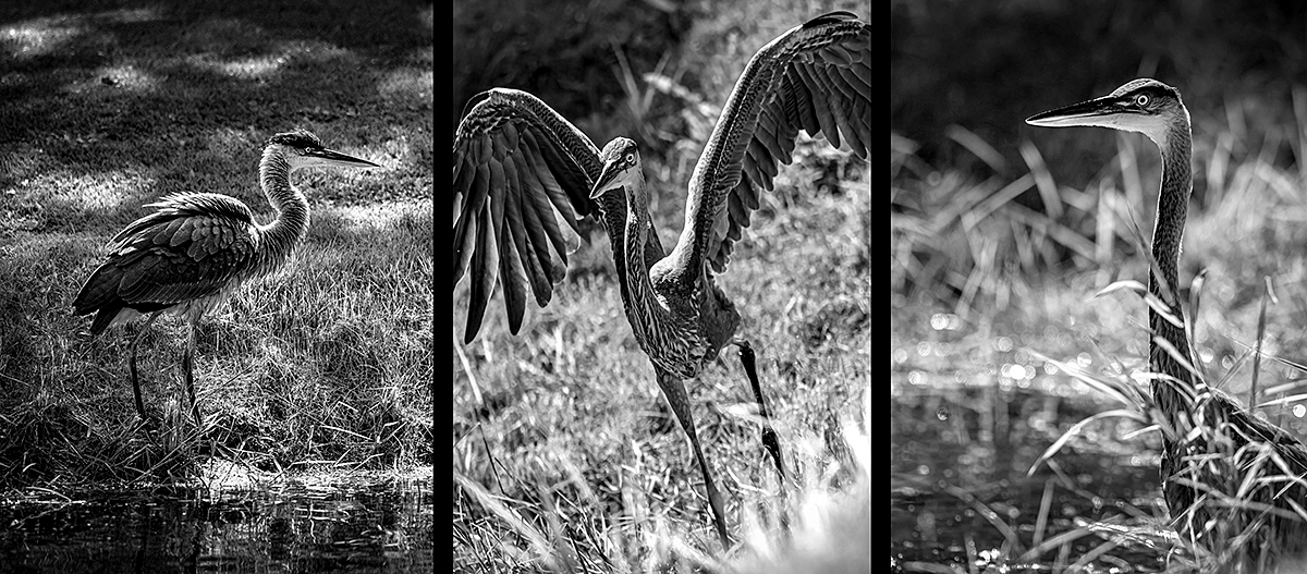 Heron on the prowl