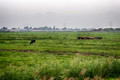 Meadow on a grey day