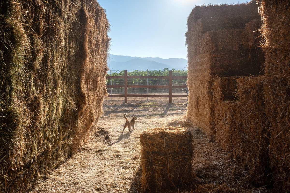 boss of the barn