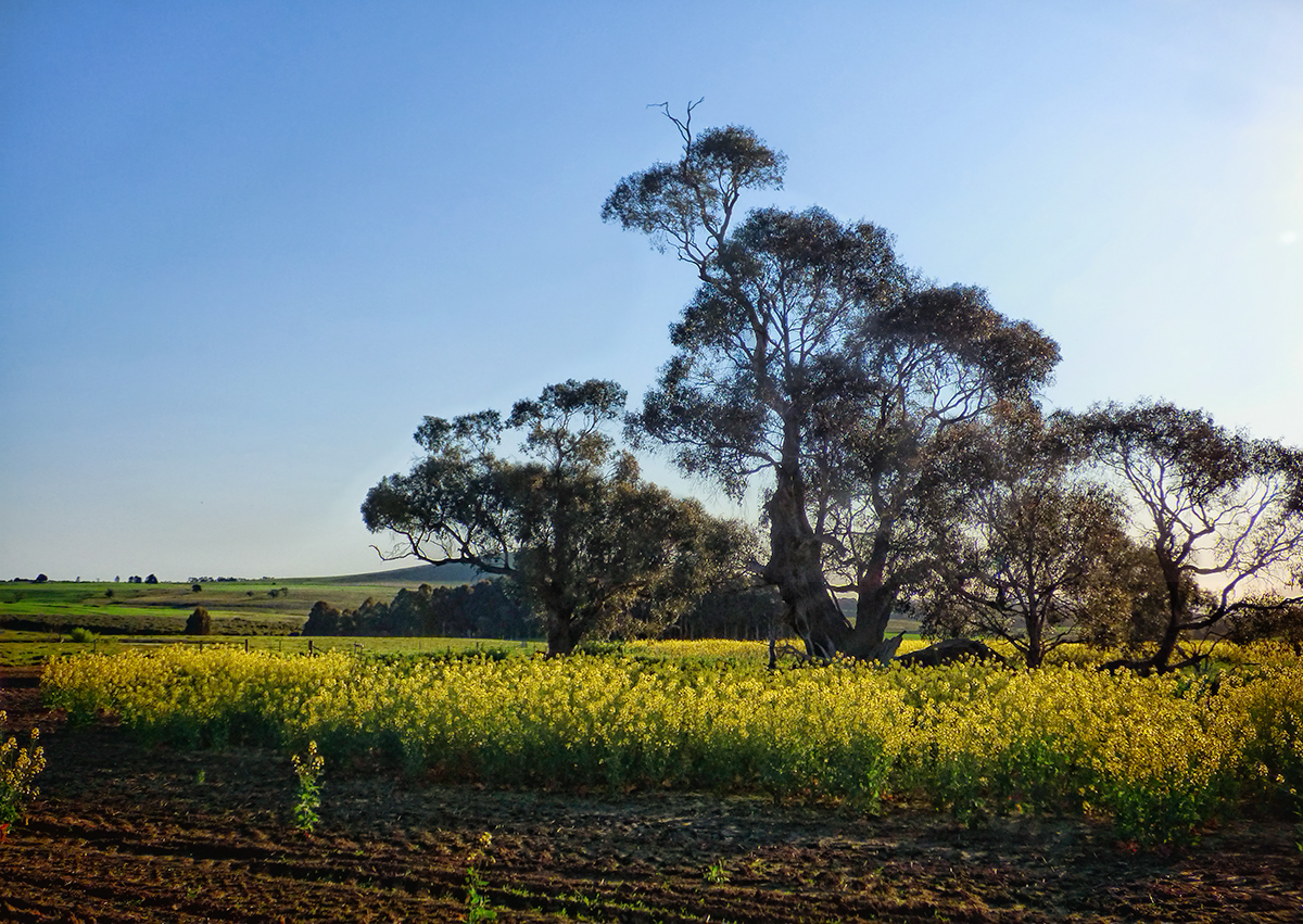 Canola