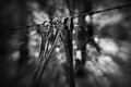 bark, bokeh & barbed wire