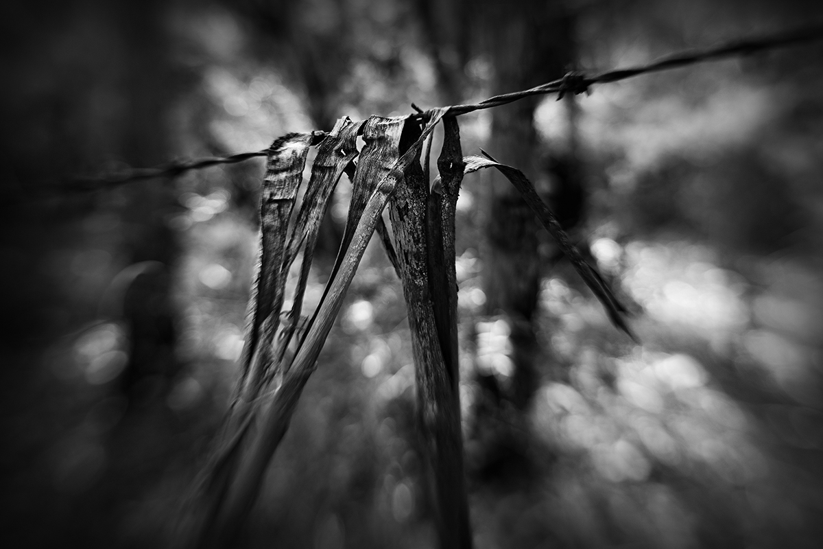 bark, bokeh & barbed wire