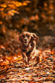 A ginger in the Fall