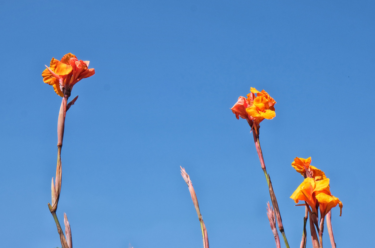 The Triumph of the sword lilies