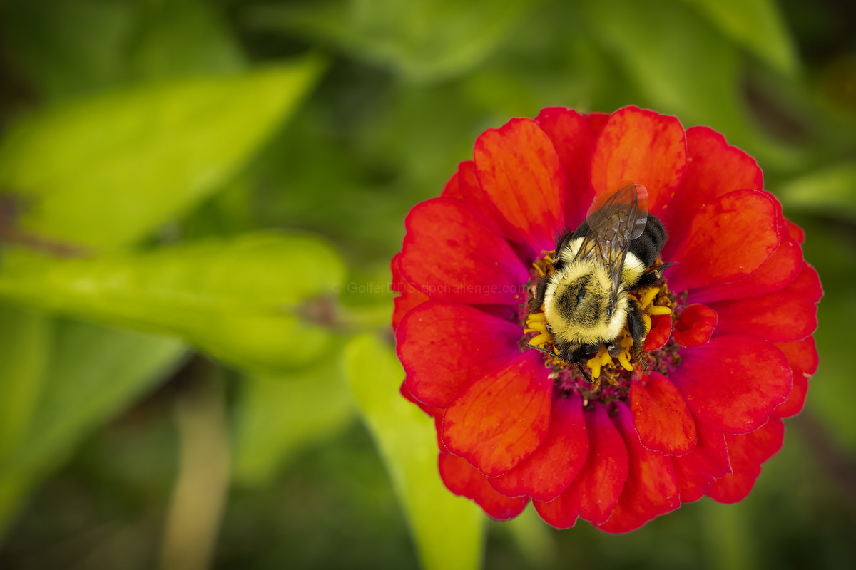 Pollinate