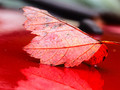 Red Leaf on a Red Truck