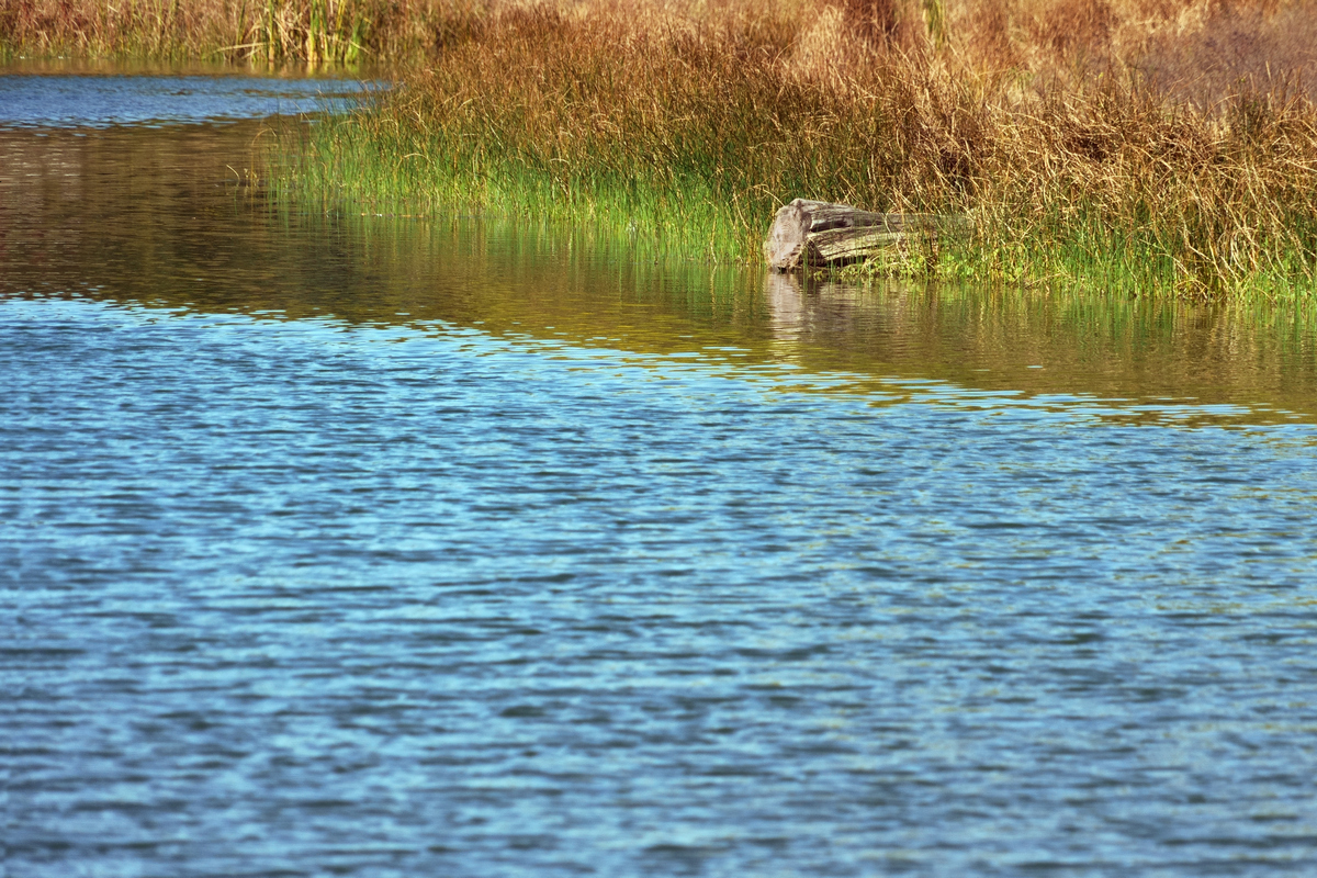 Edge of the Lake