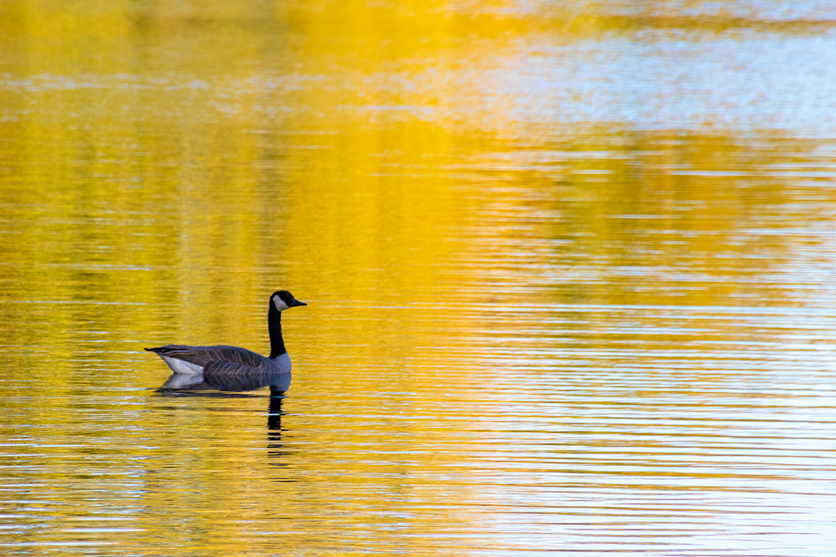 On Golden Pond