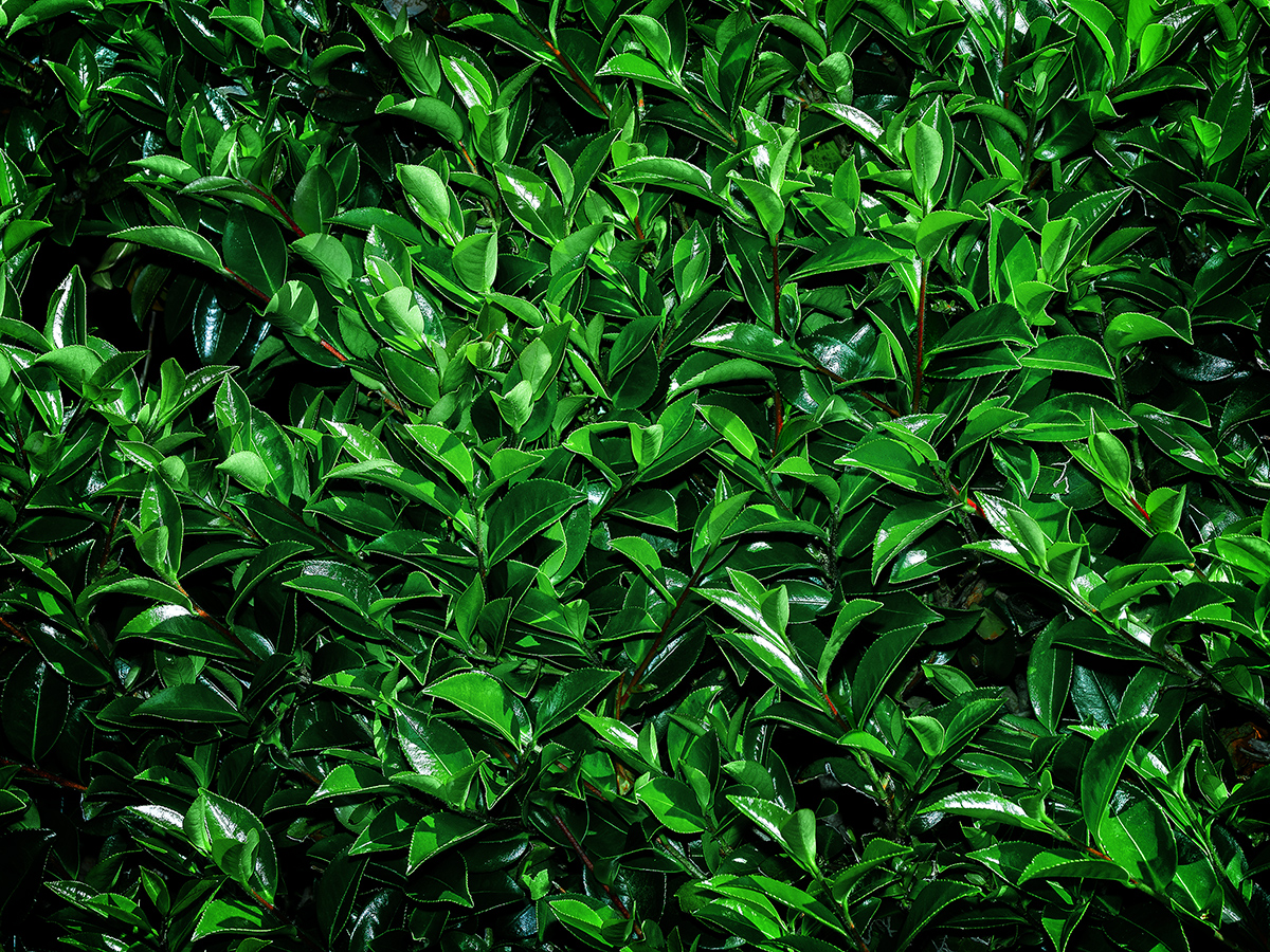 Green Photinia