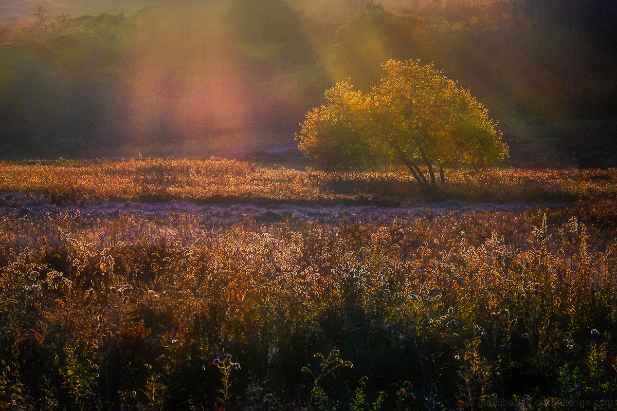 Misty Meadow Morning