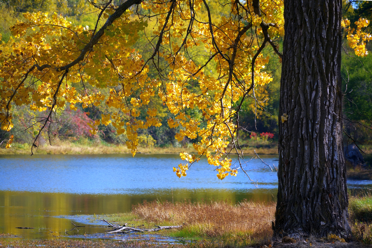 Fall at Two Rivers